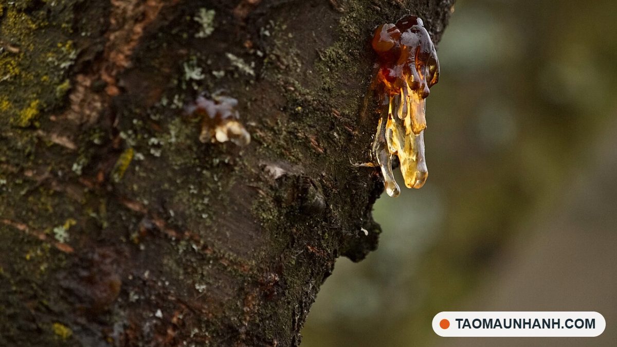 Sản phẩm đúc từ nhựa resin
